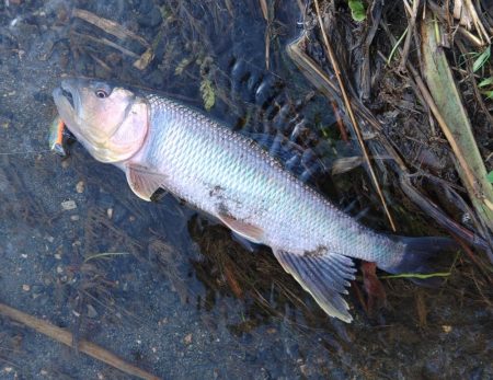 夏の風物詩「ハス」